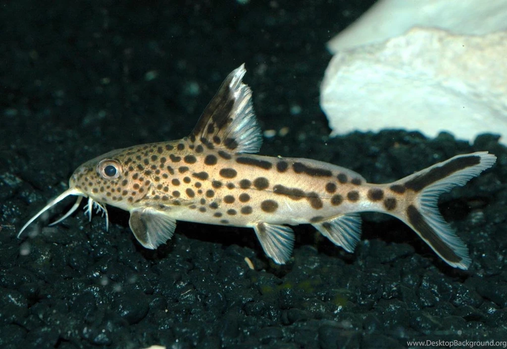 Free Wallpapers Synodontis Multipunctatus Cuckoo Catfish