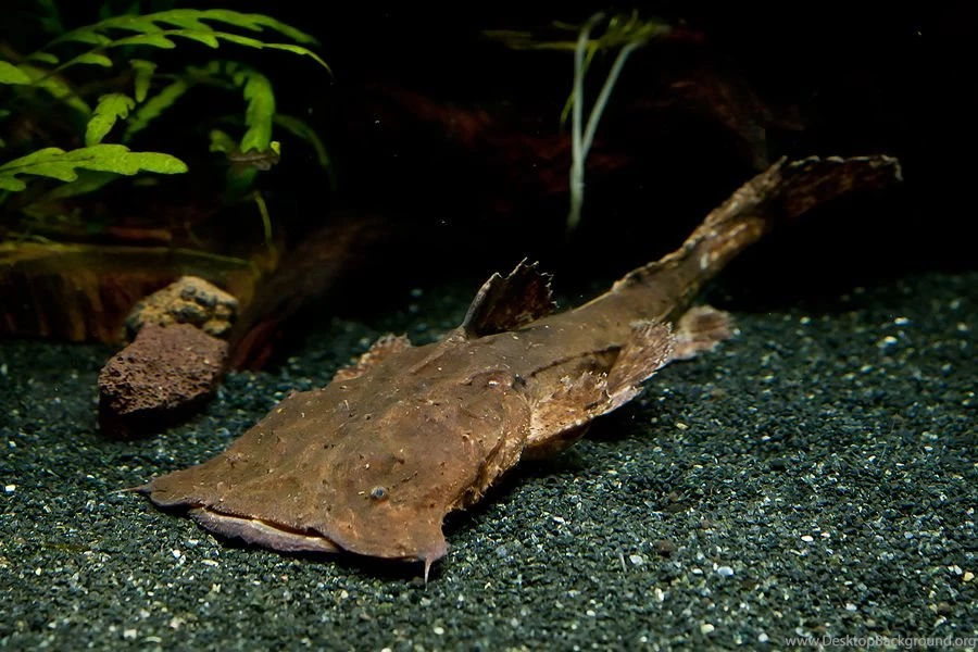 Frogmouth Catfish In The Rocks Photo And Wallpaper. Cute Frogmouth ...
