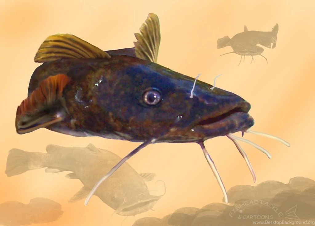 Catfish 4