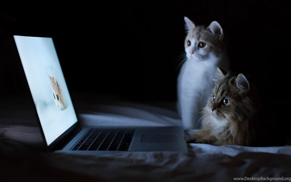 Cat Funny Full HD Wallpapers