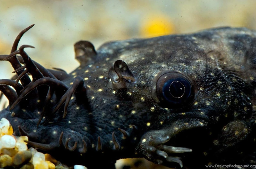 Free Wallpapers Plecostomus Catfish Fish