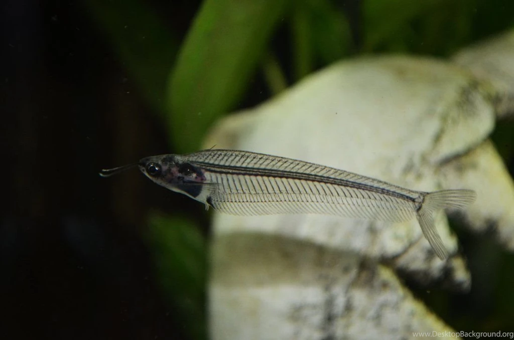 Glass Catfish By Leonsnowy On DeviantArt