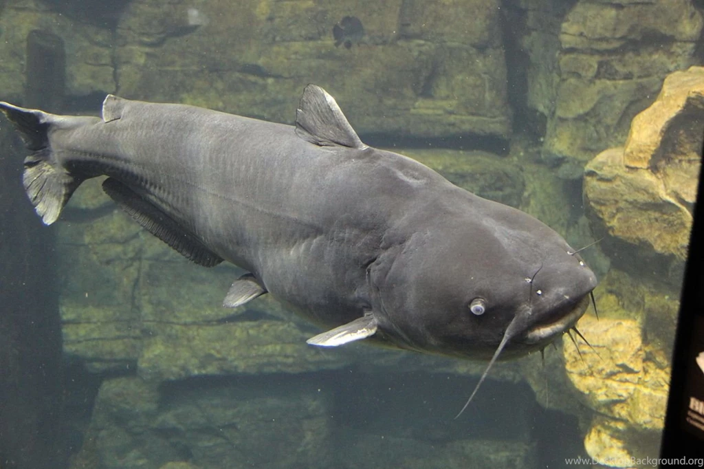 Blue Catfish In Aquarium Photo And Wallpaper. Cute Blue Catfish In ...
