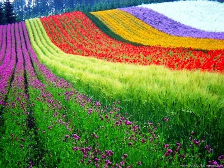 Wallpapers Beautiful And Amazing Natural HD Wallpapers 2015