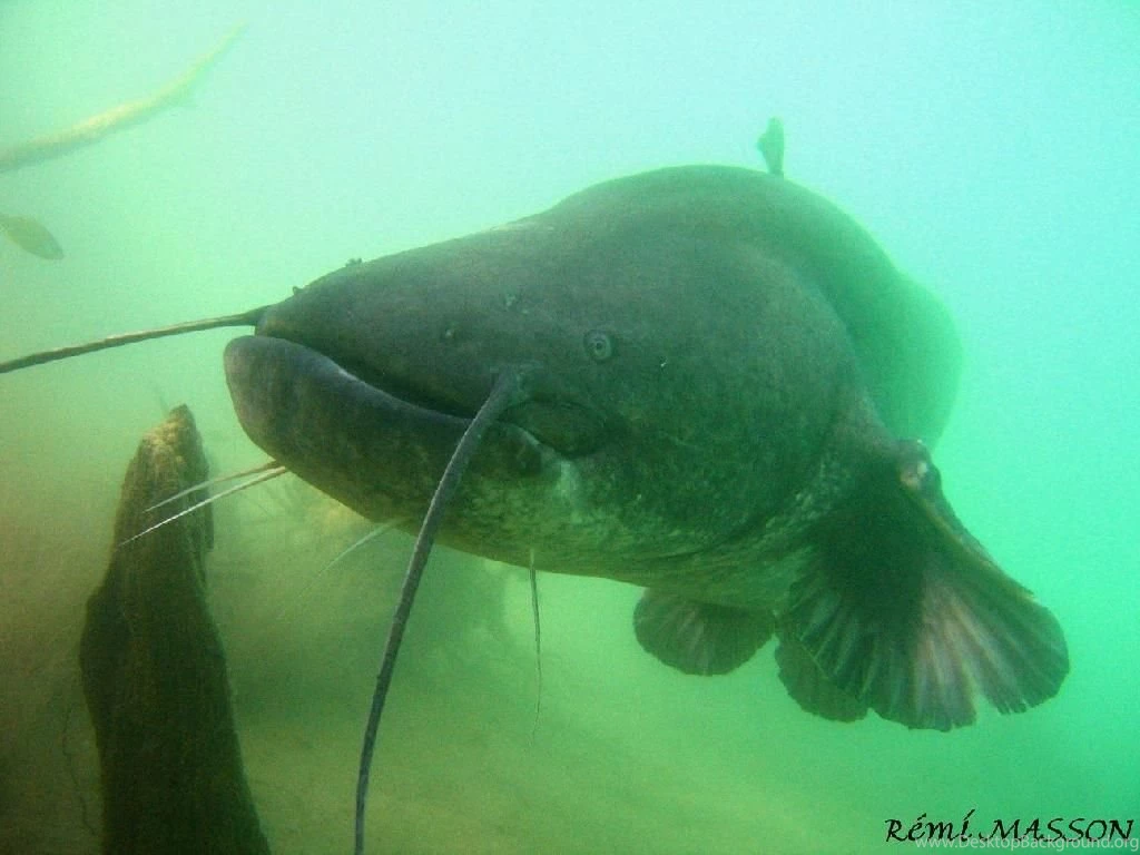 Silurus Glanis, Remi Masson, N°2995