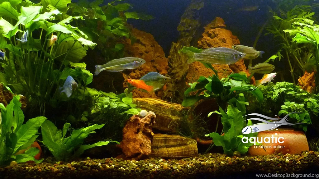 Aco Aquariums Wallpapers 2