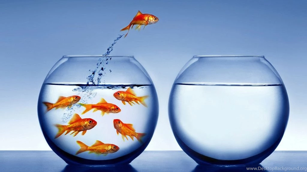 Fish Tanks Online;fish Tank ; Hd