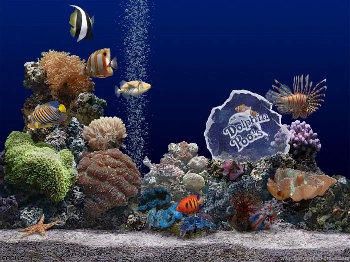 Dionne Beard: Fish Tank Wallpapers Hd