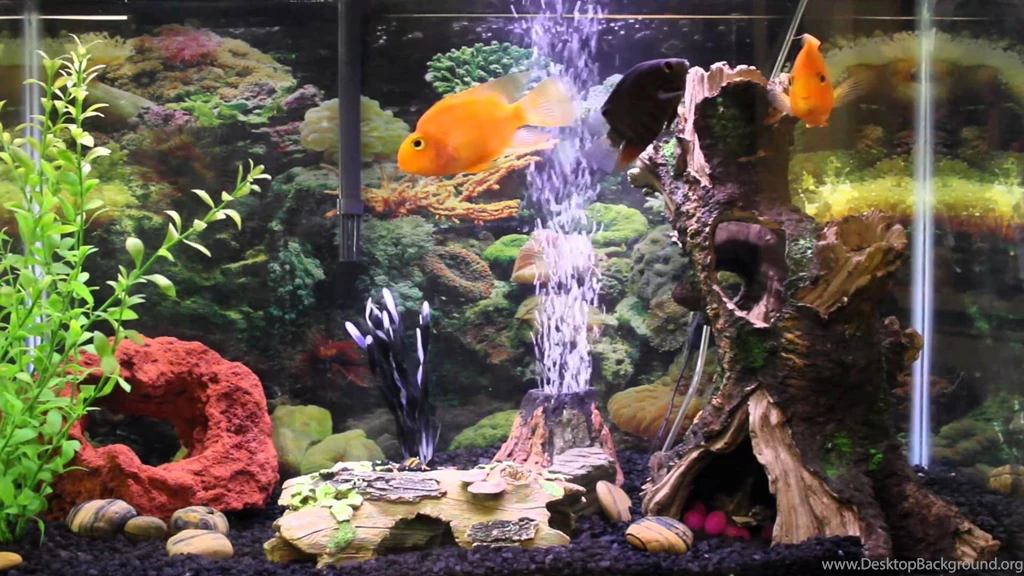 1hr Relaxing Music Aquarium Screensaver Fishtank HD YouTube