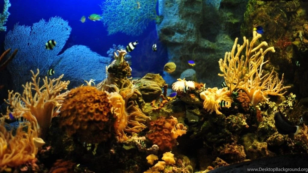 Aquarium background Image1 1024x576.jpg