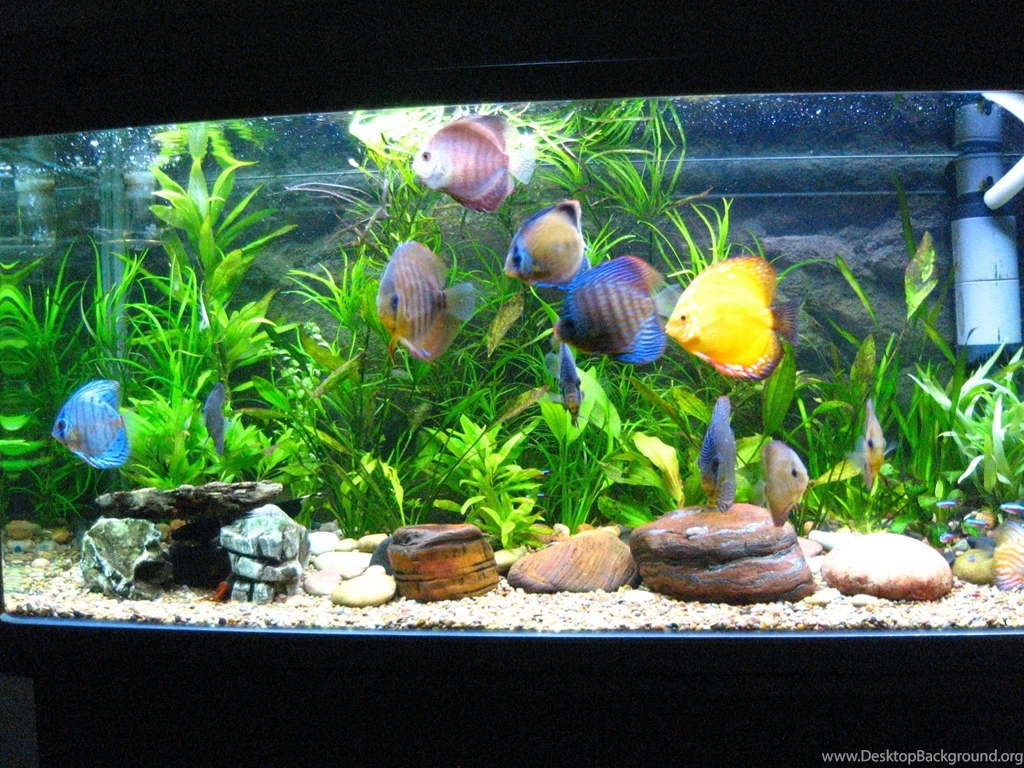 Discus Fish Wallpapers Wallpapers Cave