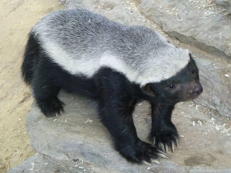 Honey Badger High Definition Wallpapers Wallpapers