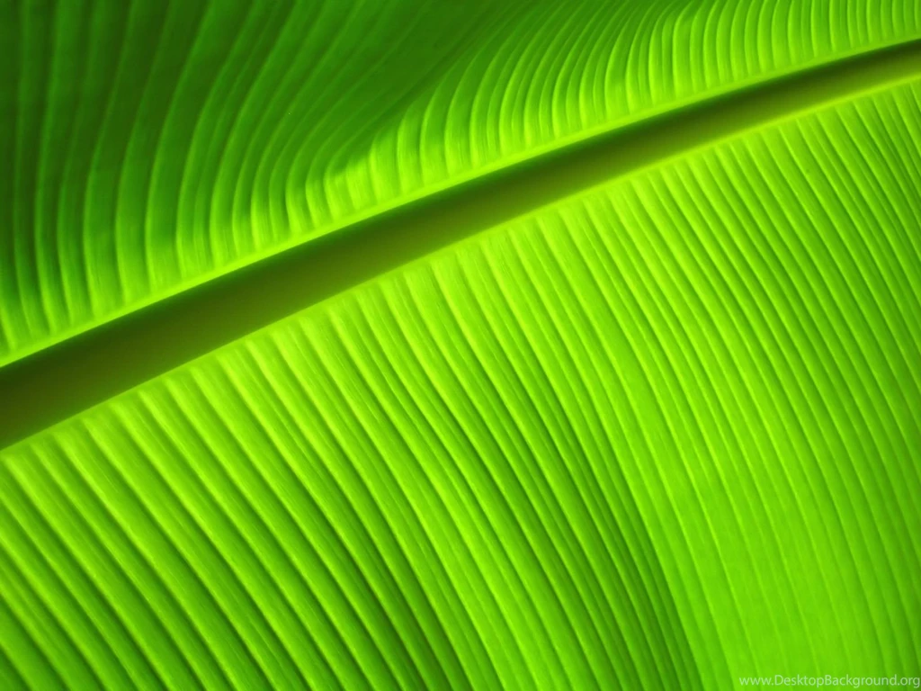 1920x1200px Banana Leaf Desktop