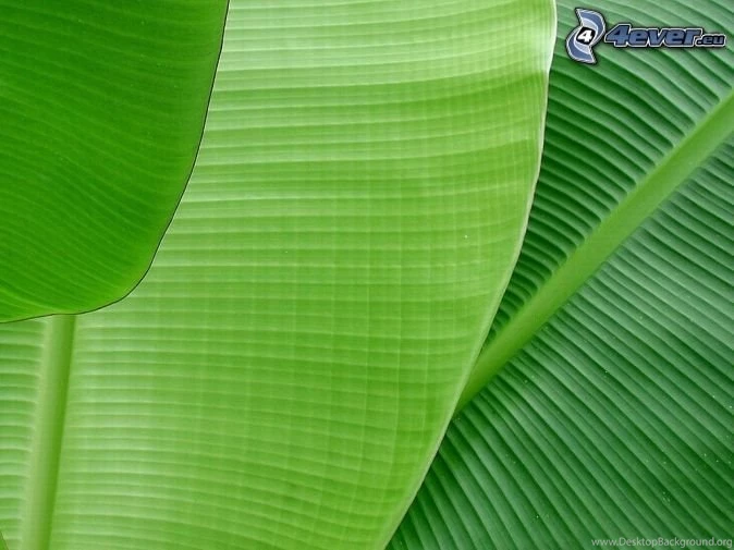 Banana Tree