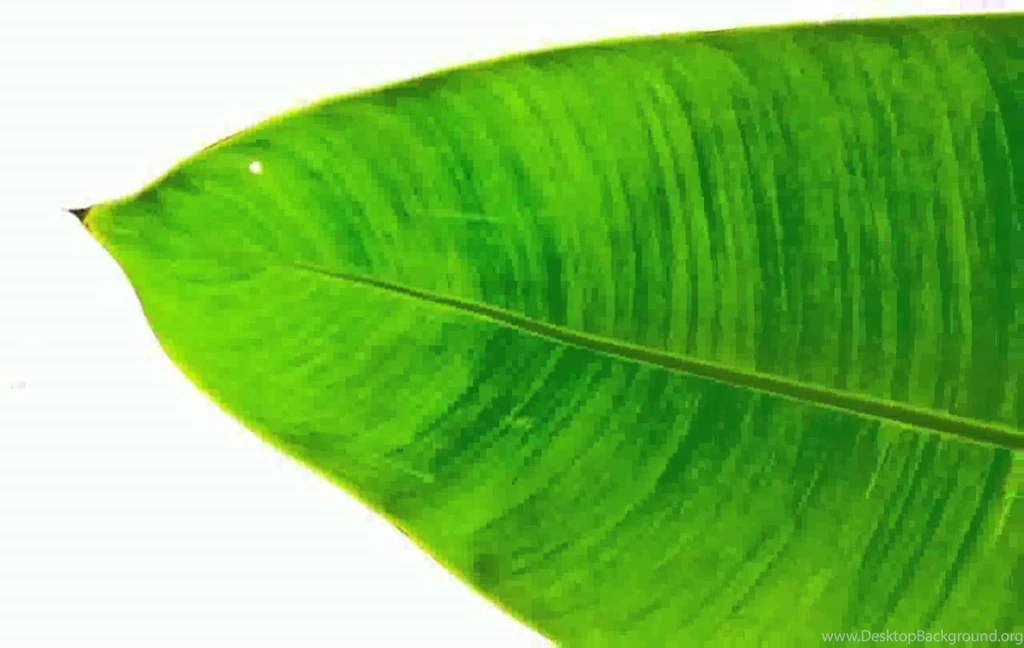 Banana Leaf Images YouTube