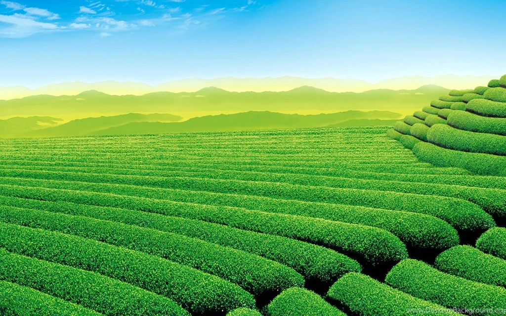 Green Tea Wallpapers   Wallpapers Cave