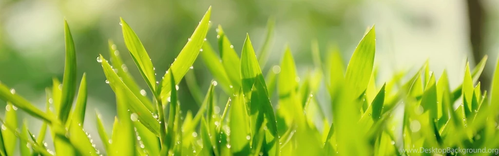 Download Wallpapers 3840x1200 Sun, Leaves, Shoots, Tea, Drops, Dew ...