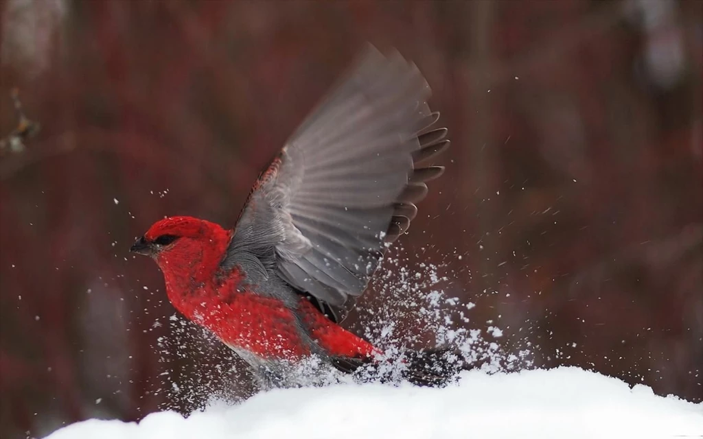 Birds: Winter Snow Red Bird Free Desktop Wallpapers For HD 16:9 ...