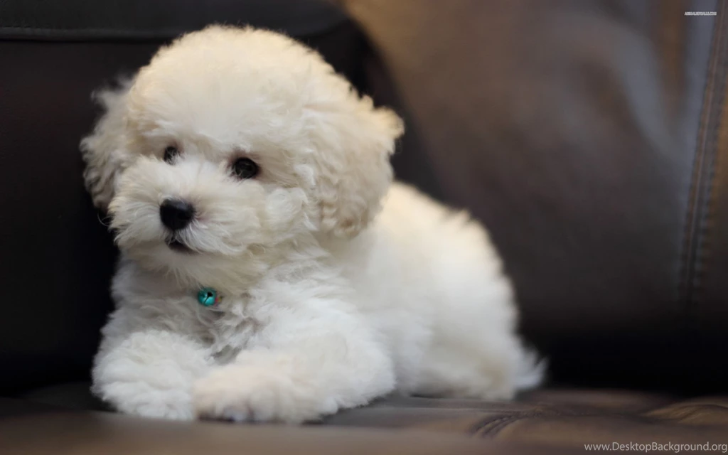 Bichon Frise Puppy Pictures Widescreen HD Wallpapers