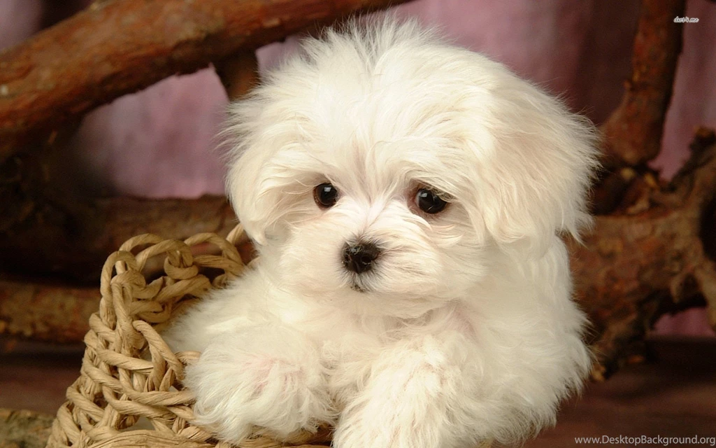 Bichon Frise Wallpapers HD Download