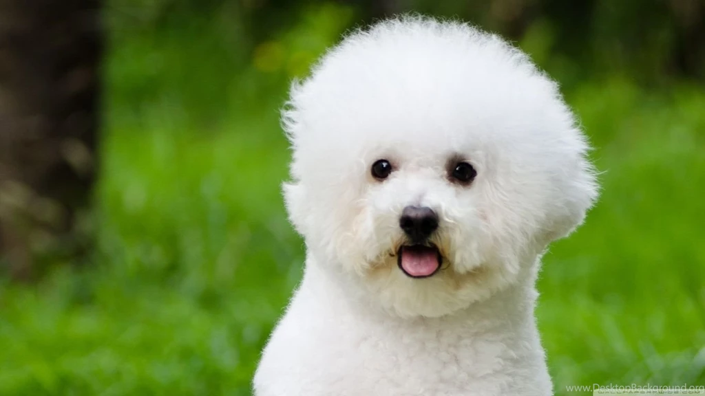 Bichon Frise HD Desktop Wallpapers : Widescreen : High Definition ...