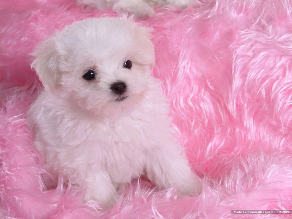 Bichon Frise Free Wallpapers