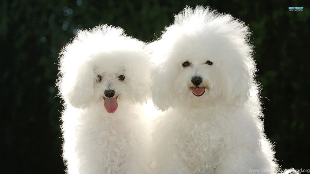 Bichon Frise Wallpapers HD Download