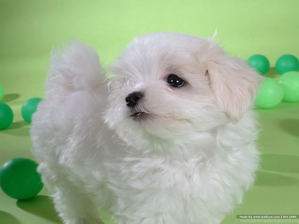 Bichon Frise Iphone Wallpapers