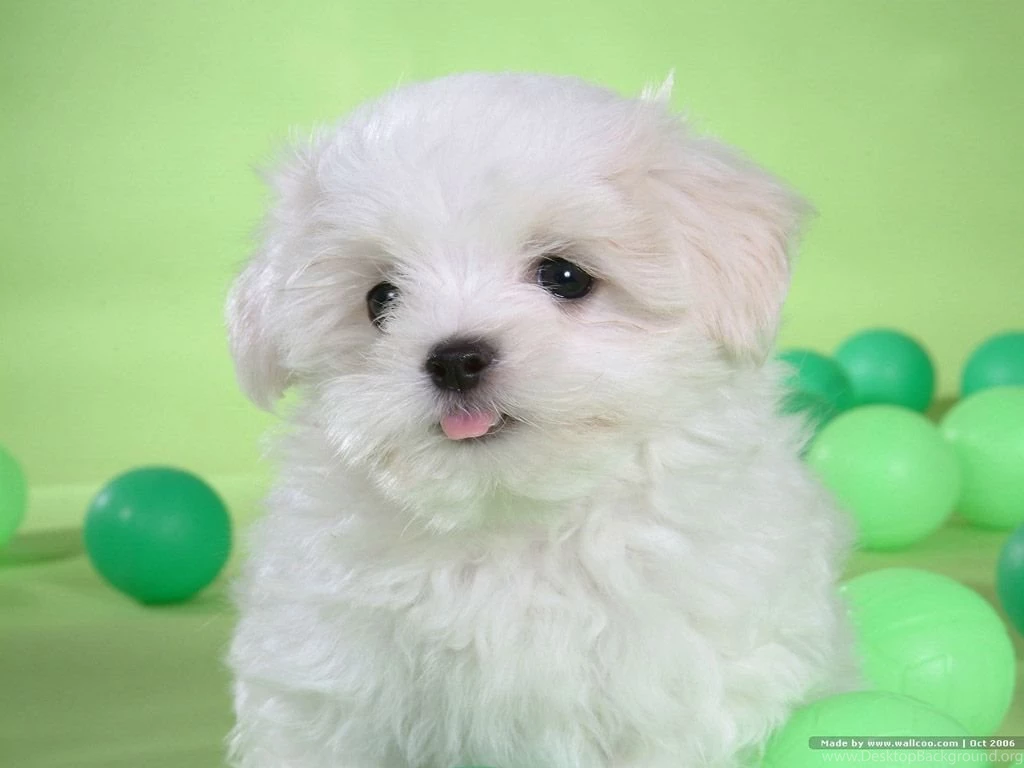 Bichon Frise HD Wallpapers