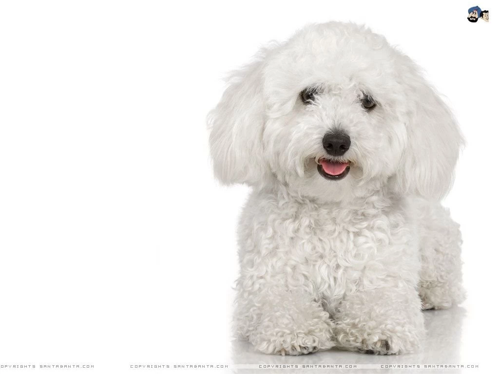 Dogs Wallpapers