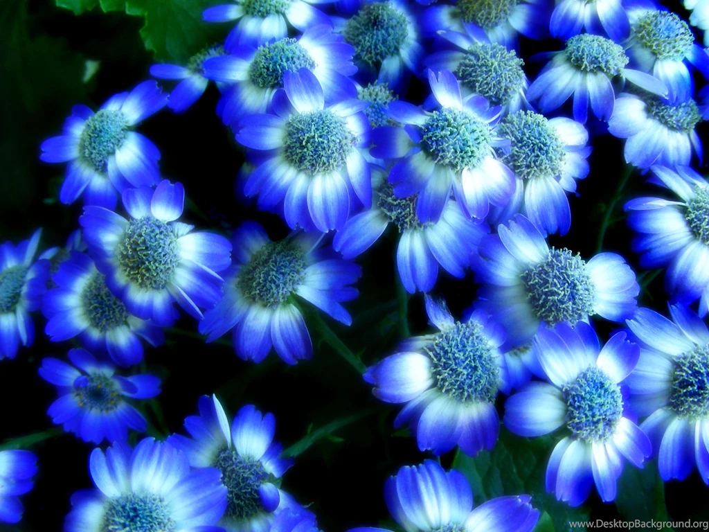 Blue Flowered Wallpapers 2015   Grasscloth Wallpapers