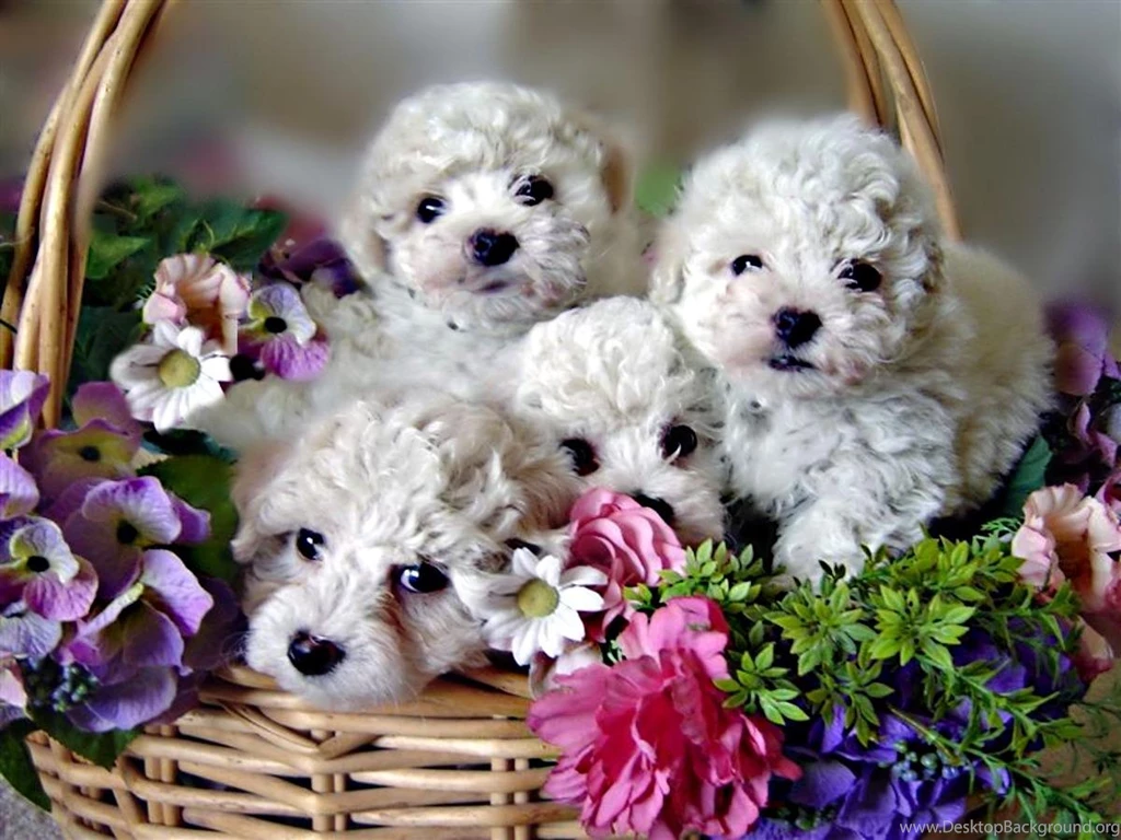 A Basket Of Bichon Frise (