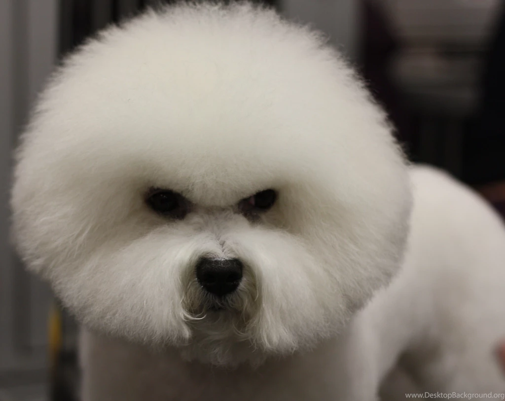Angry Dog Breed Bichon Frise Wallpapers And Images Wallpapers ...