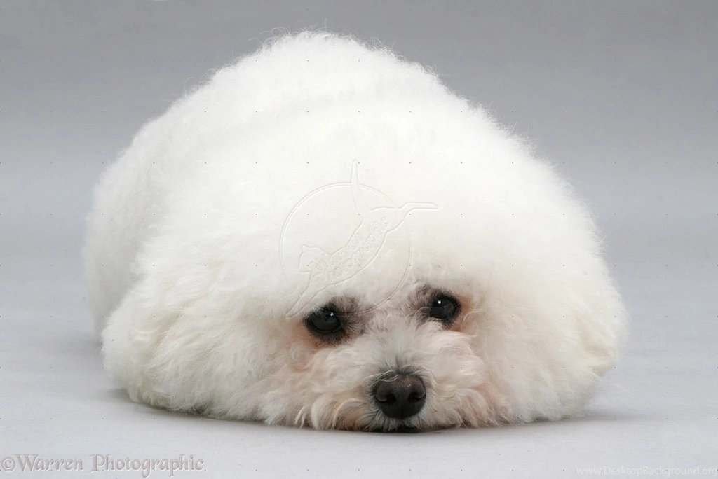 Bichon Frise WALLPAPERPUSH