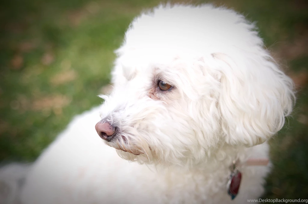 Dog Breed Bichon Frise Someone Saw Wallpapers And Images ...
