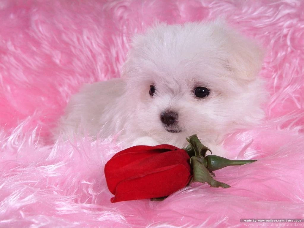 Beautiful Bichon Bichon Frises Wallpapers (13733530) Fanpop