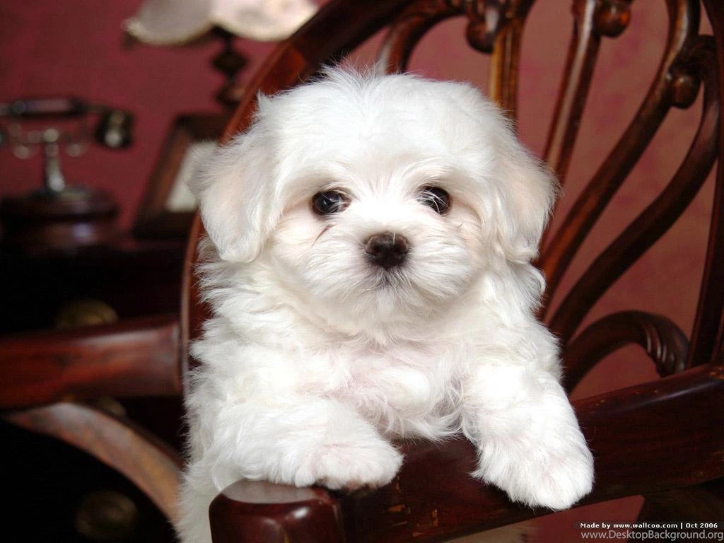 Beautiful Bichon Bichon Frises Wallpapers (13733519) Fanpop