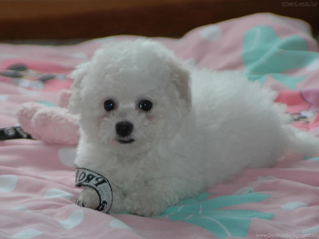 Puppy Bichon Frise On The Bed Wallpapers And Images Wallpapers ...
