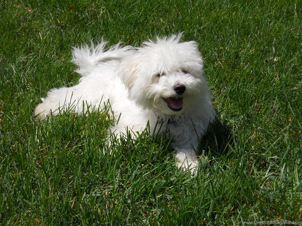 Teacup Bichon Frise For Sale 29 Hd Wallpapers   DogBreedsWallpapers.com