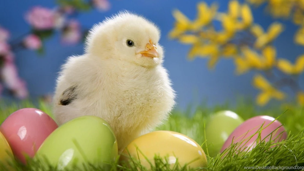 Free animal wallpaper download 12.jpg