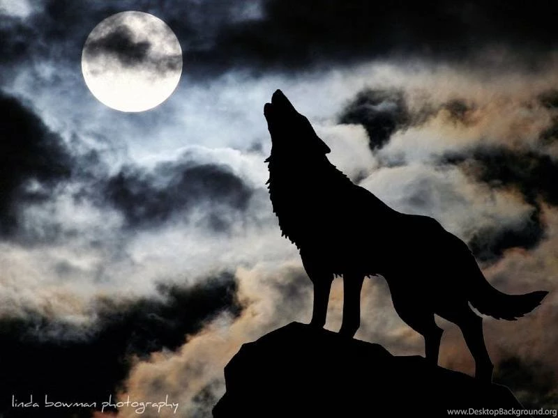 Download Wolf Howling At The Moon Images Hd Wallpapers