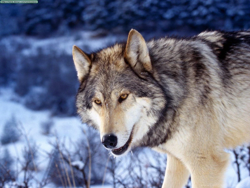 GRAY WOLF WALLPAPER (