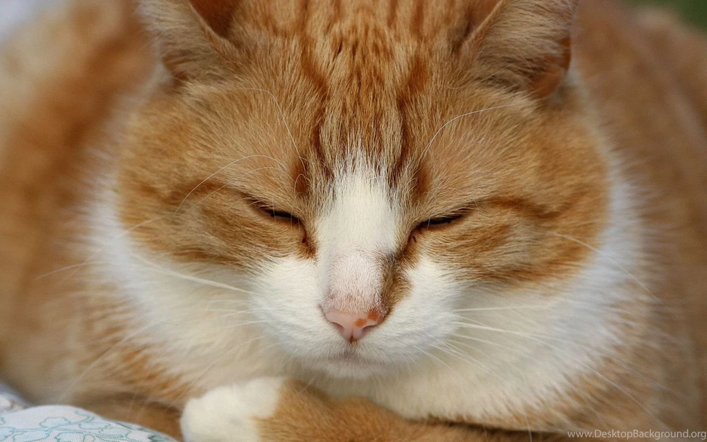 Animal Wallpapers Hd