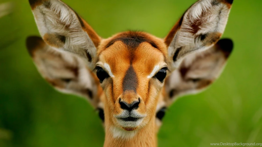 Animals backgrounds download.jpg