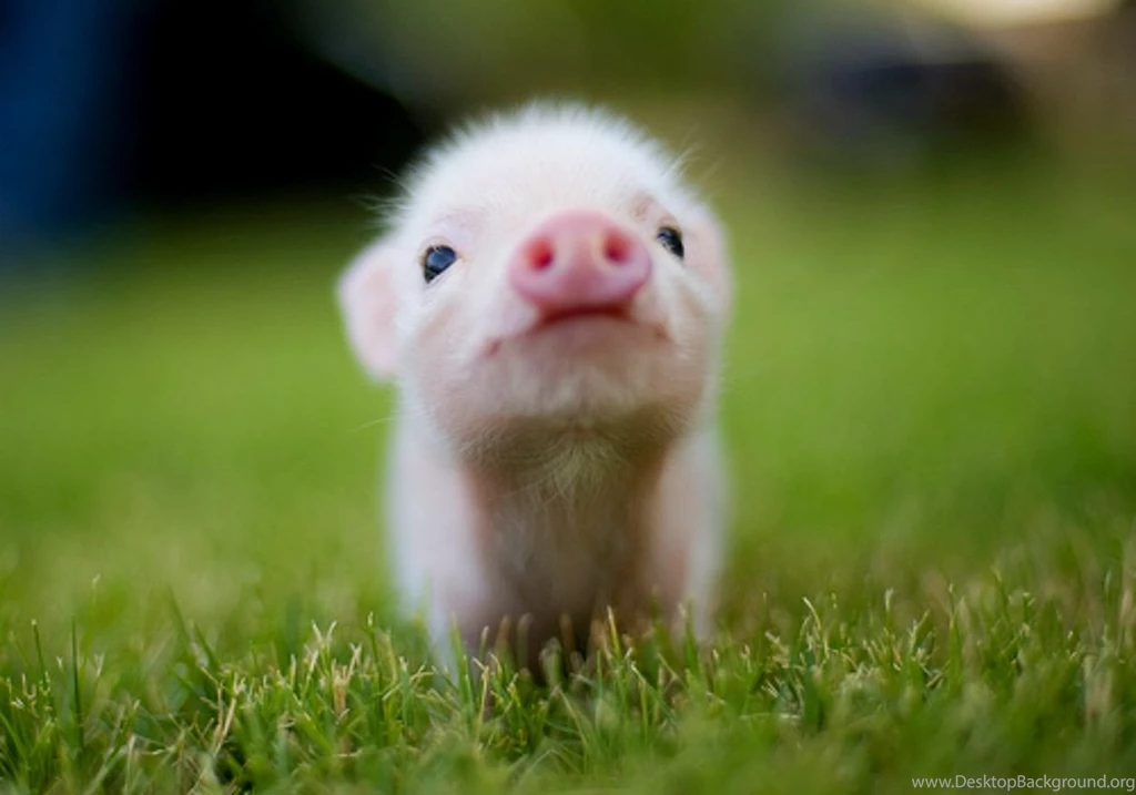 Baby Animal Wallpapers
