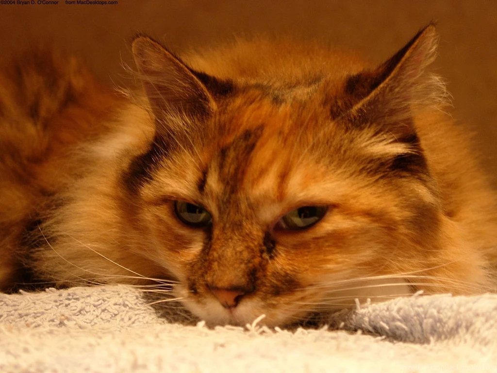 Wallpapers Tagged With RARE