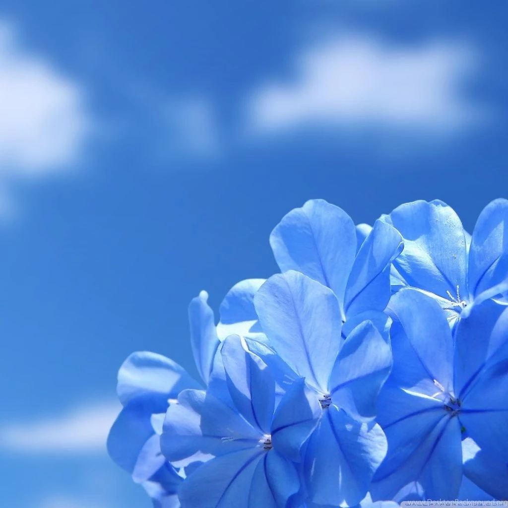 Blue Flowers HD Desktop Wallpapers : Widescreen : High Definition ...