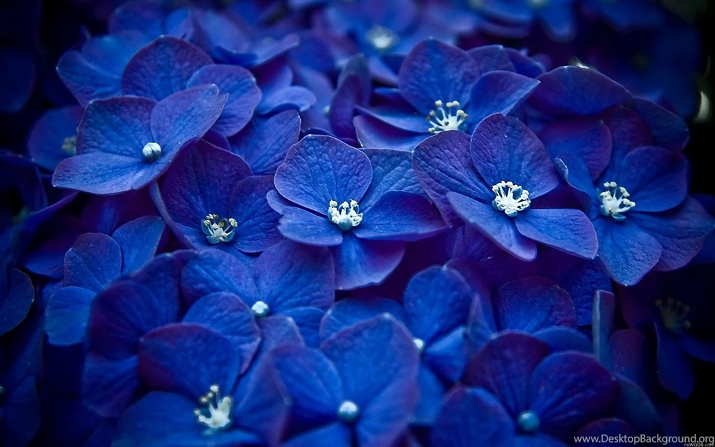 Beautiful Blue Flowers Wallpapers Photos Backgrounds