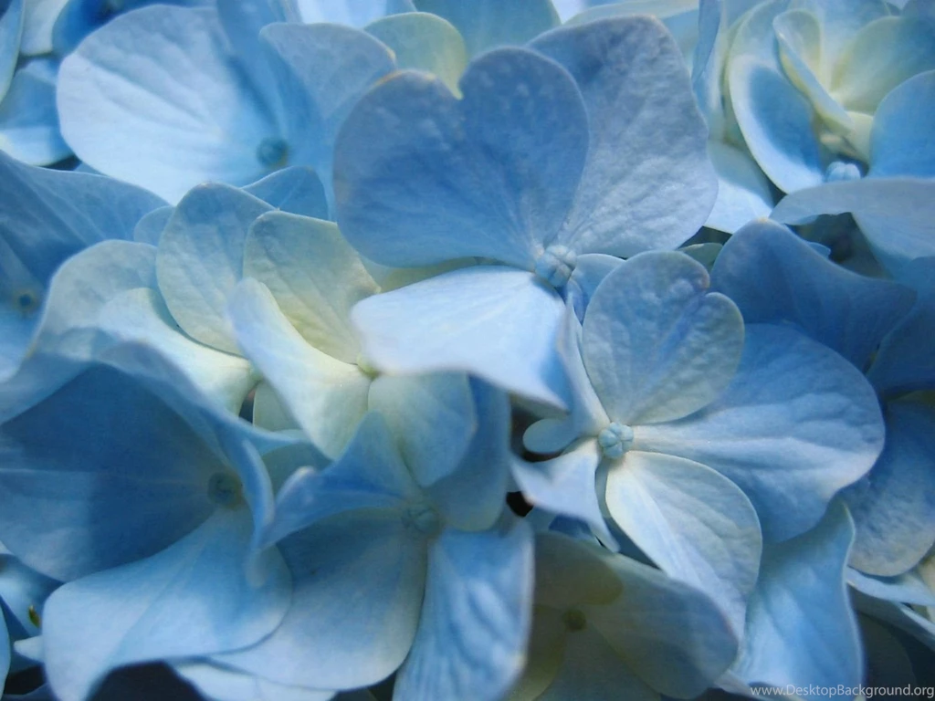 Blue flower wallpaper dowload.jpg