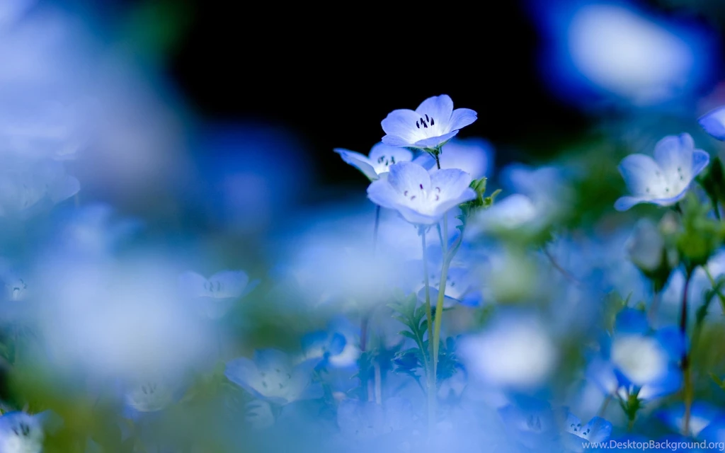 light blue flowers wallpapers 4 funny and amazing wallpapers
